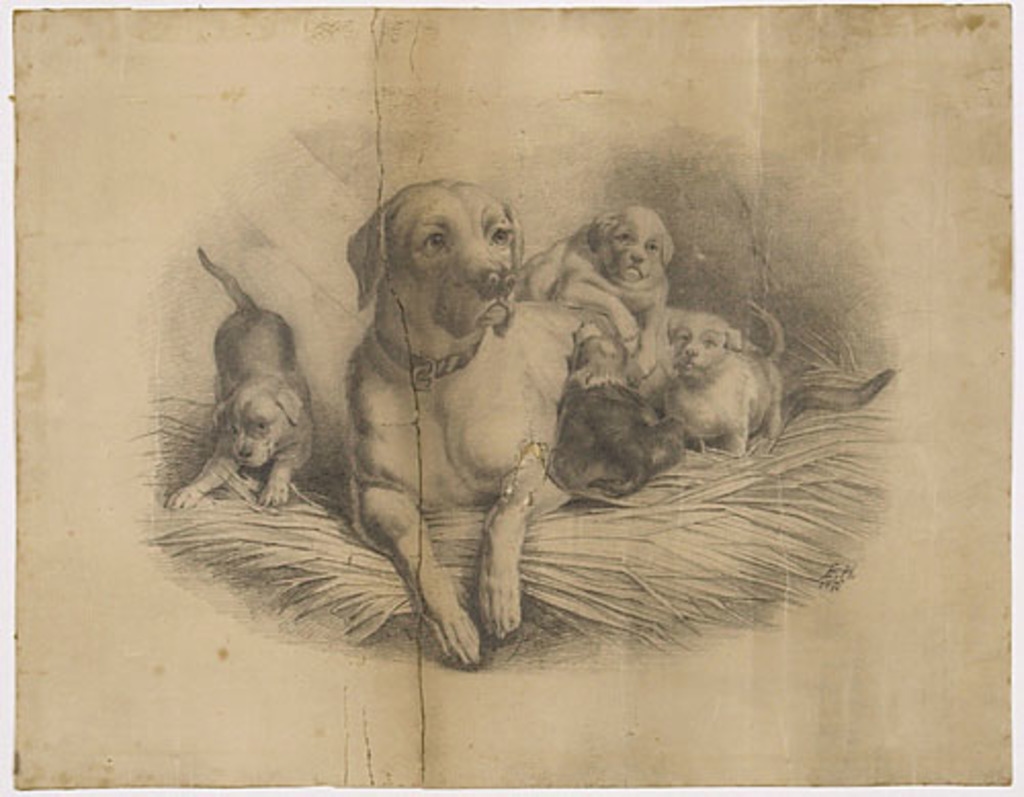 Chienne et ses chiots