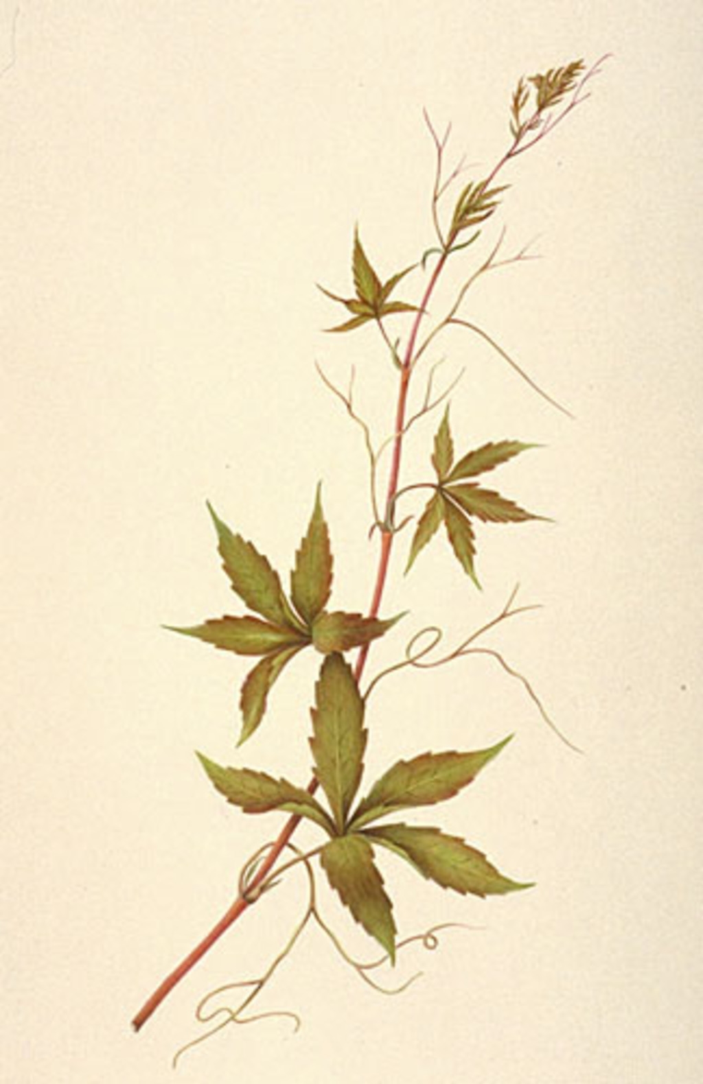 Parthénocisse à cinq folioles - «Parthenocissus quinquefolia»