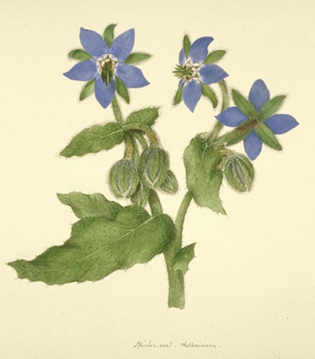Bourrache - «Borago officinalis»