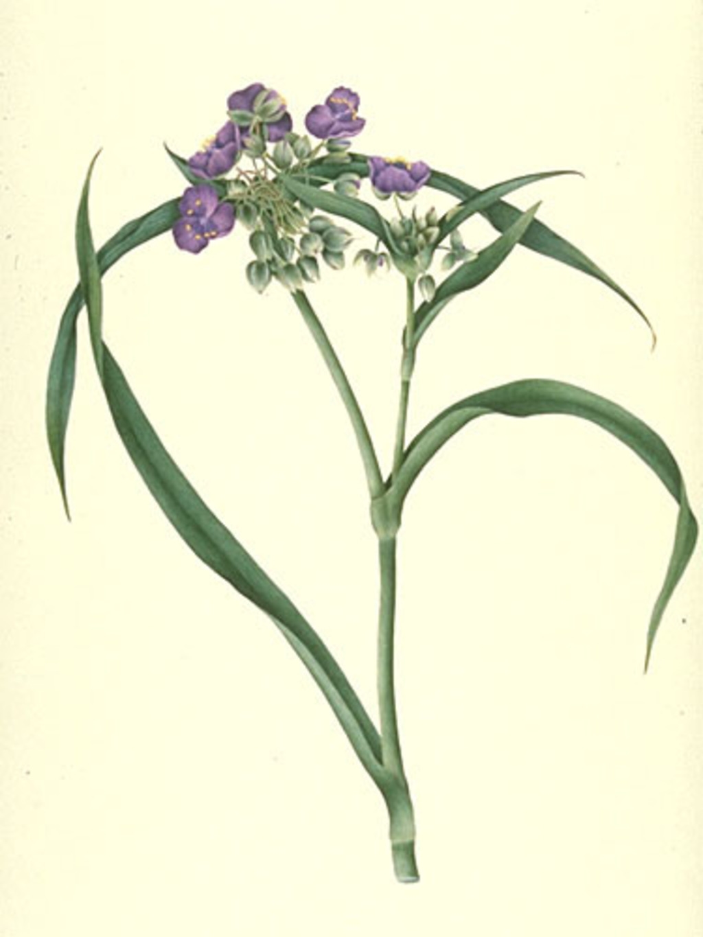 Éphémère de Virginie - «Tradescantia viginiana»