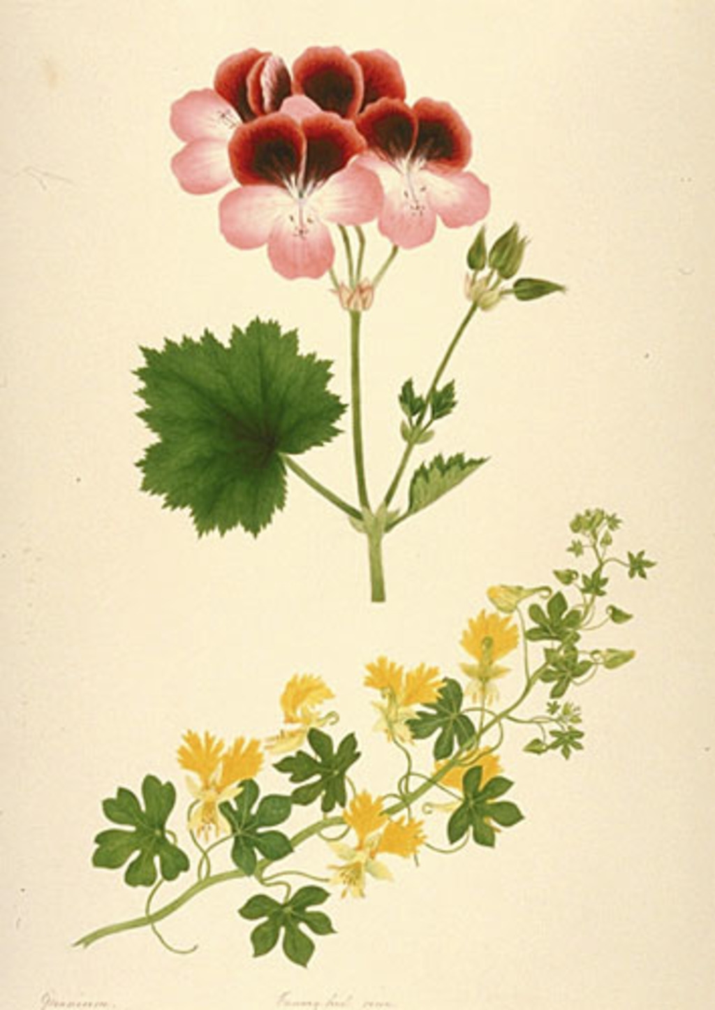 Pélargonium des fleuristes - «Pelargonium X domesticum» et Capucine des Canaries - «Tropaeohum peregrinum»