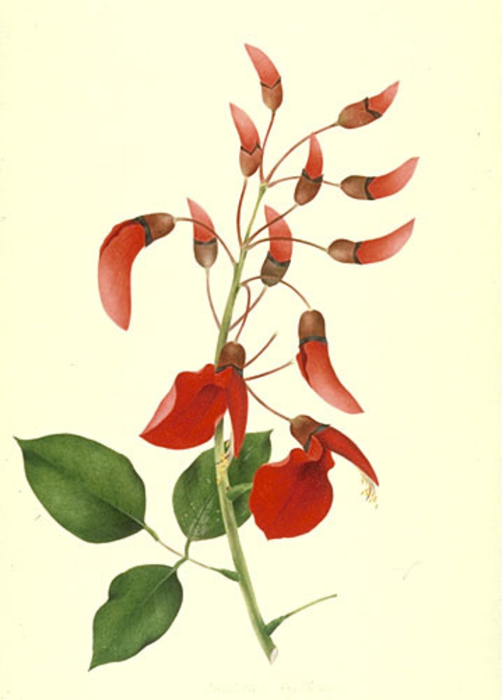 Érythrine crête de coq - «Erythrina crista-galli»