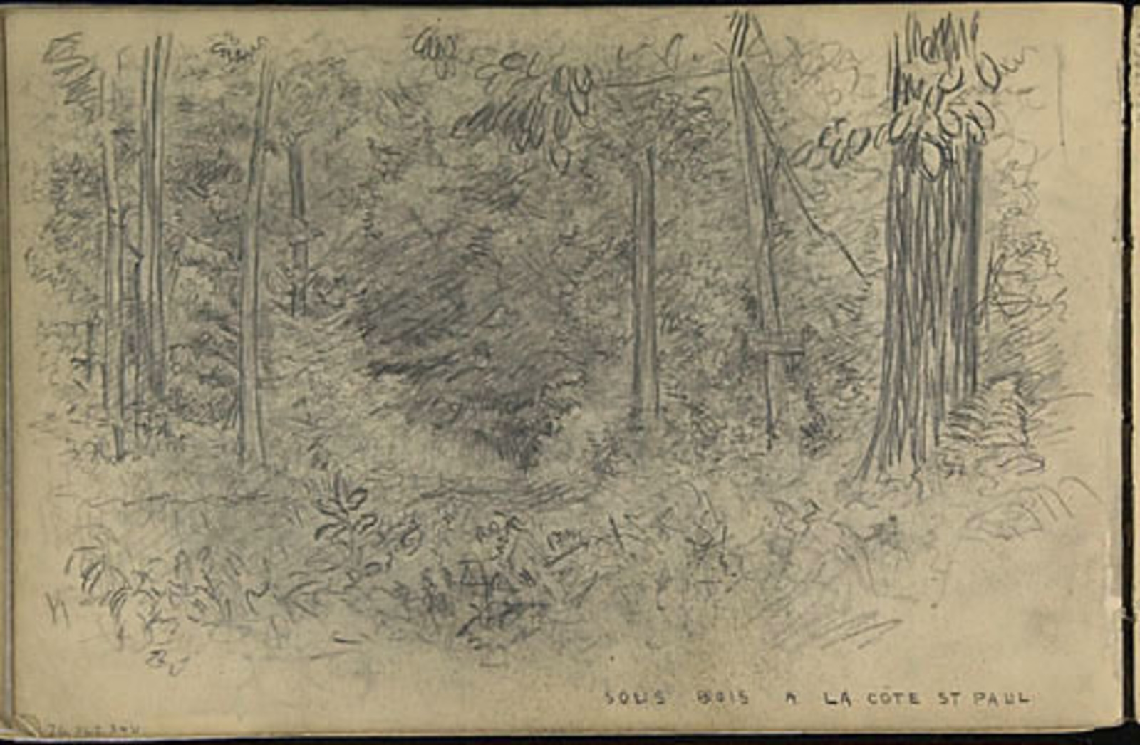 Un sousbois à la côte SaintPaul Massicotte, EdmondJoseph