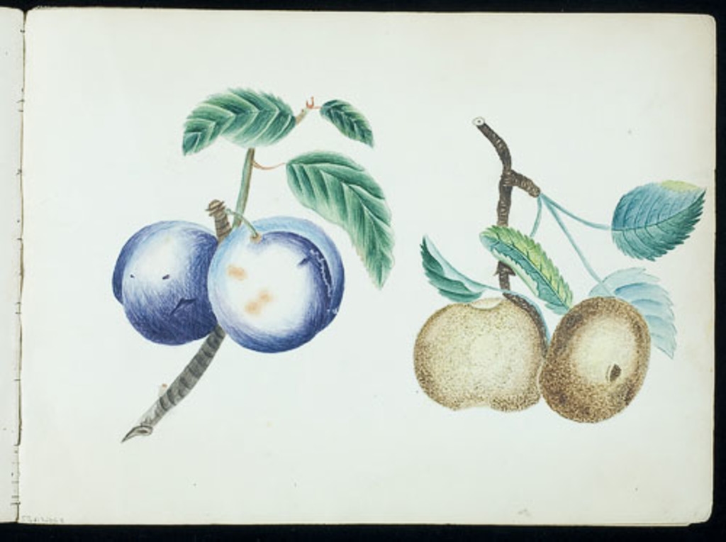 Fruits