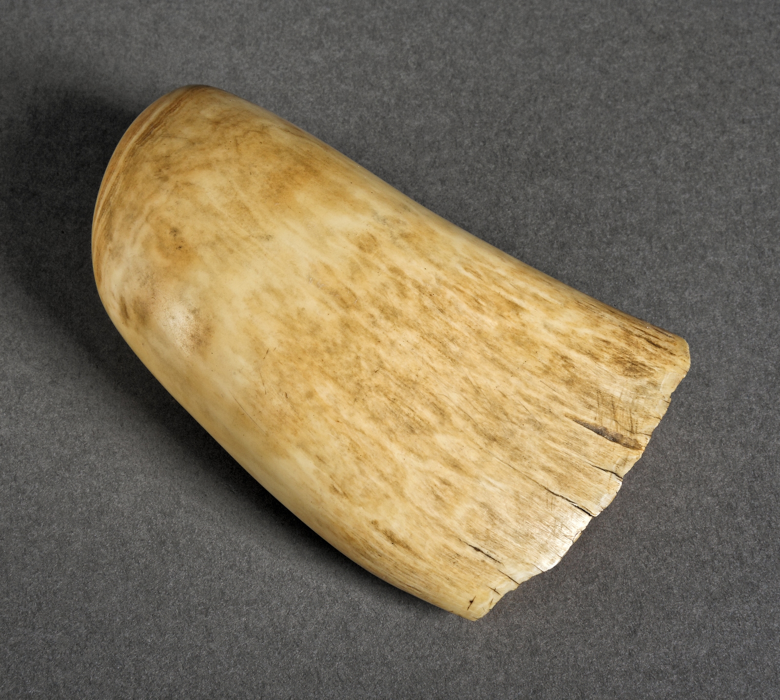 Dent de cachalot Inconnu Collections MNBAQ