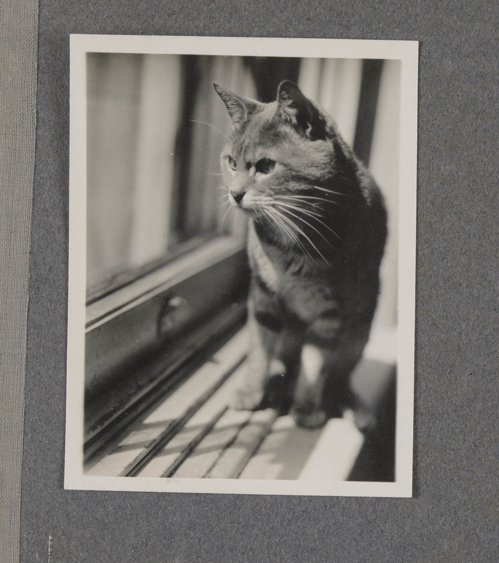 Le Chat Billy