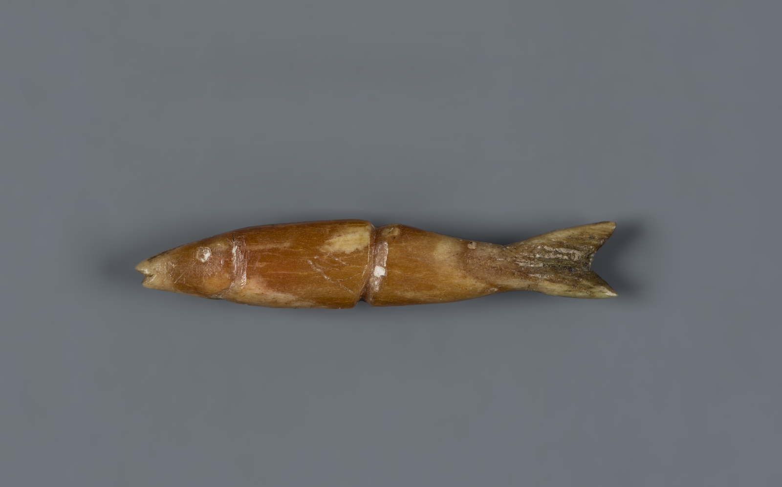 Poisson - Inconnu | Collections | MNBAQ